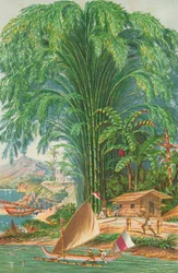Bamboo